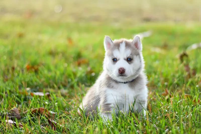 Pet Image